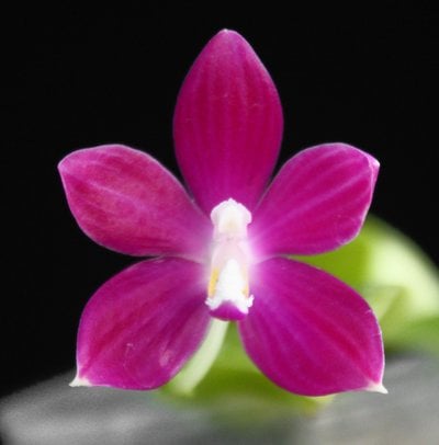 Phal.tetraspis Red x self