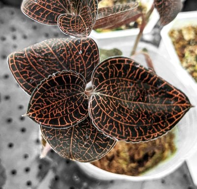 Anoectochilus roxburghii hayata "Hong Sia"