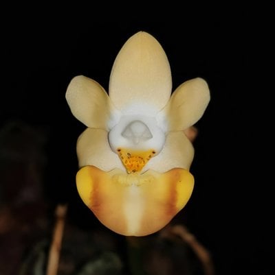 Phal. lobbii"orange" X sib