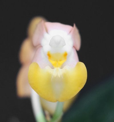 Phal. lobbii 'pink' x Phal. lobbii 'yellow-yellow lip'