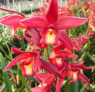Cymbidium Nut "Taida" X Cym. goeringii'fu-kuei-hung-ho'