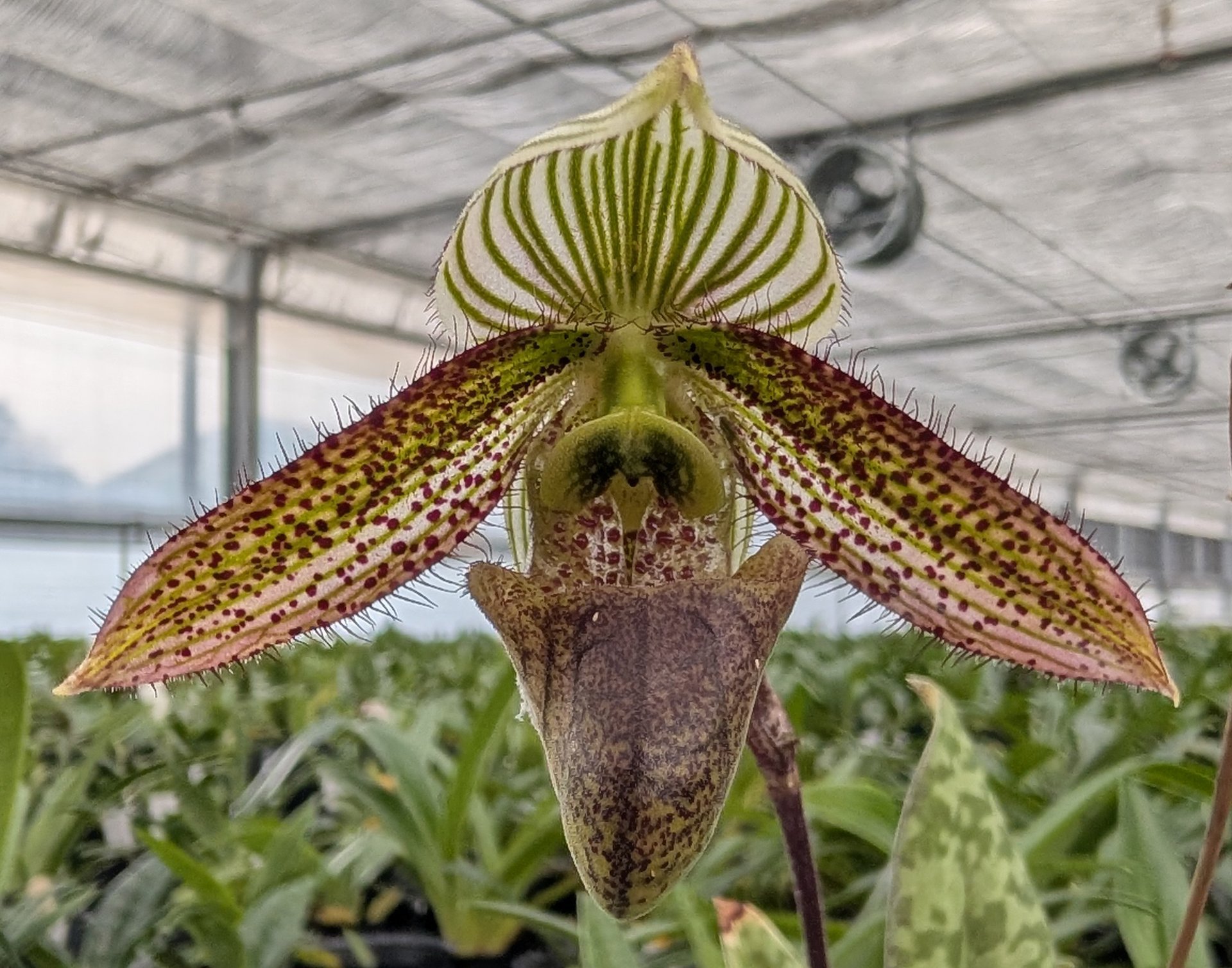 Paph. wardii x sib