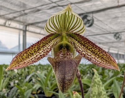 Paph. wardii x sib