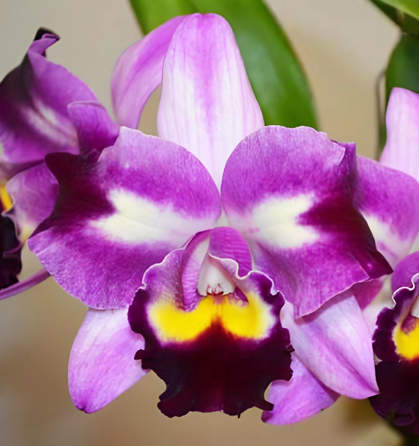 Rhyncholaeliocattleya Chief Butterfly