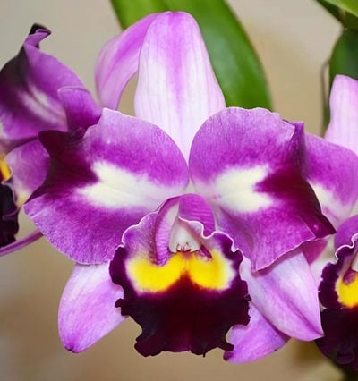 Rhyncholaeliocattleya Chief Butterfly