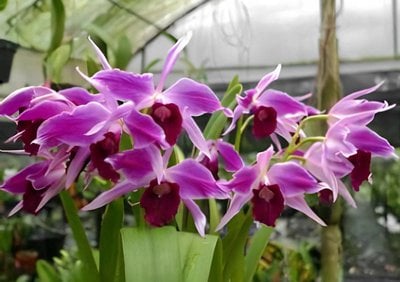 L. purpurata var. flamea (Ultra Red x Excellent Flowering)
