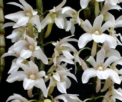 Dendrobium chameleon x sib