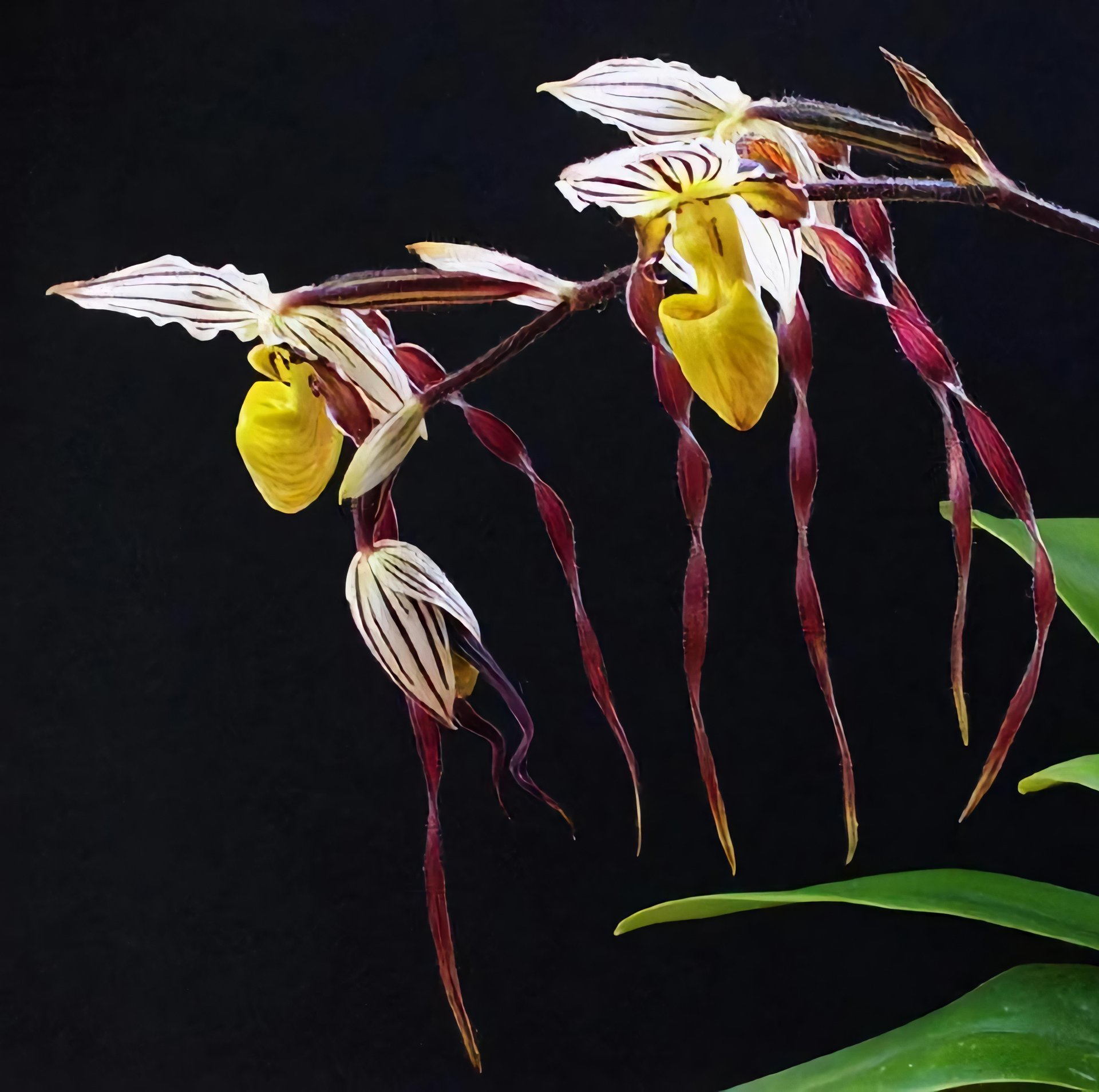 paph.sukhakulii x Paph.philippinense 2