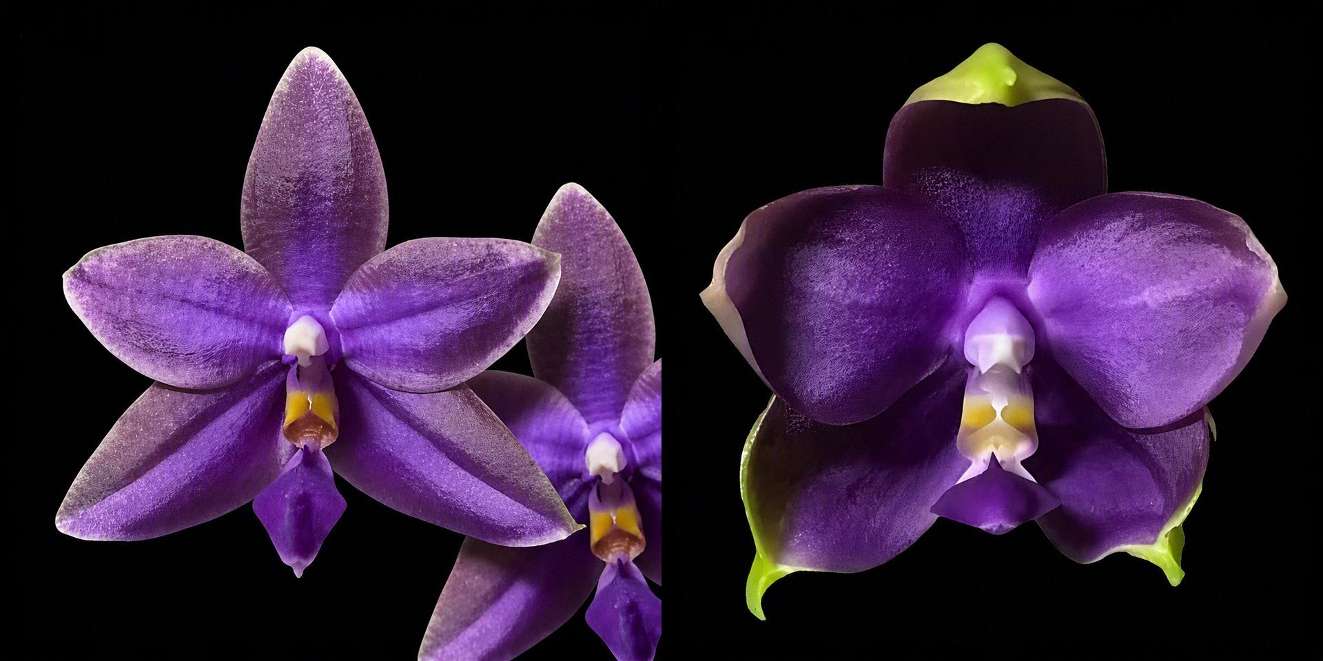 Phal. KS Ocean Ludde x Phal. LL Blue Family 3
