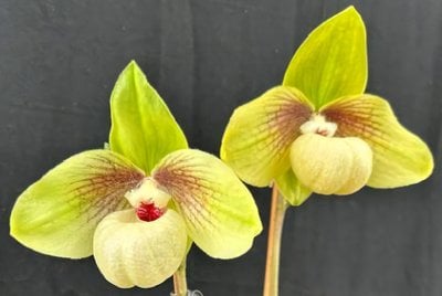 Paph.Shun-Fa Golden