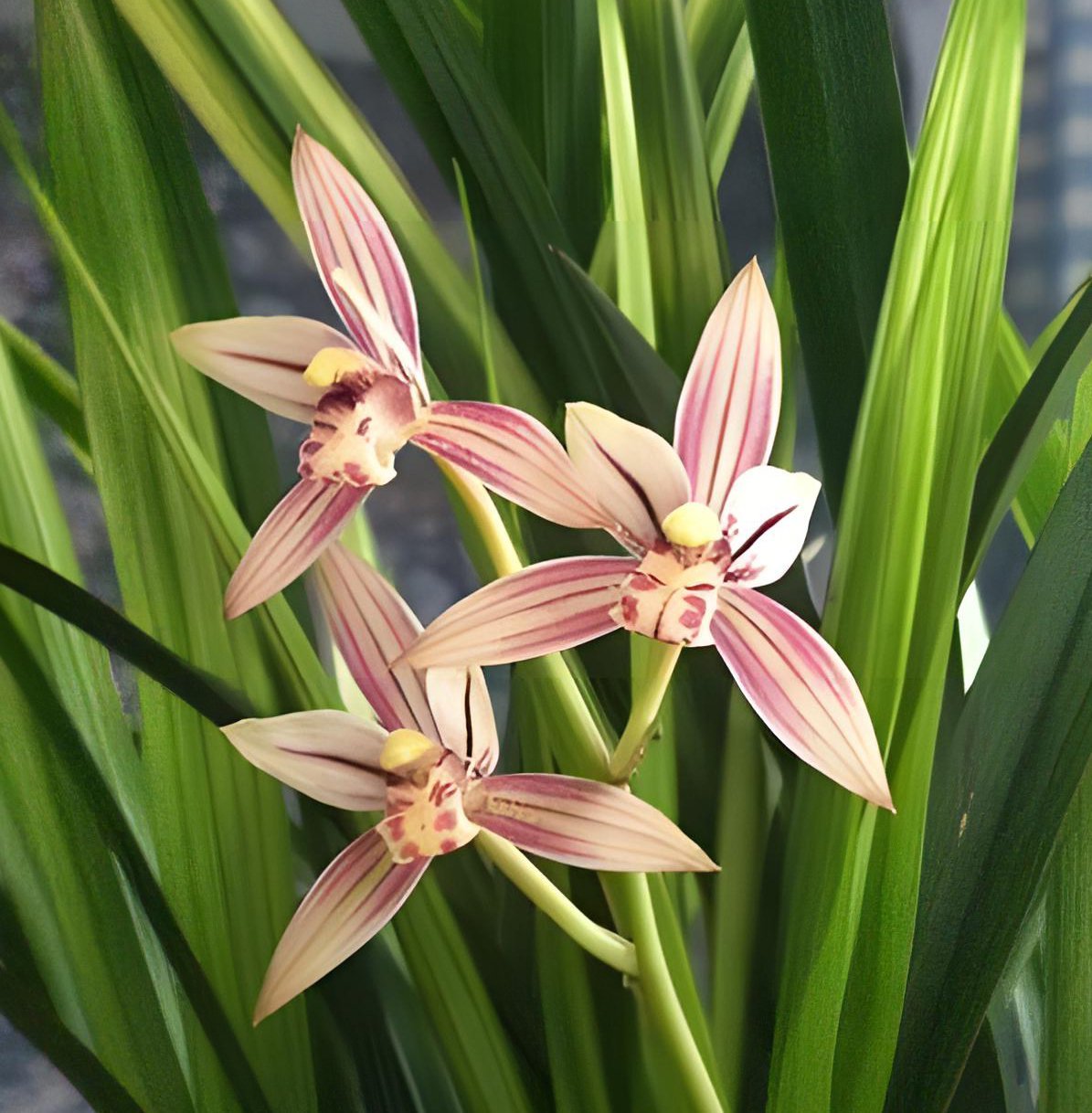 Cymbidium ensifolium"Huang Huei"