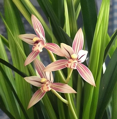 Cymbidium ensifolium"Huang Huei"