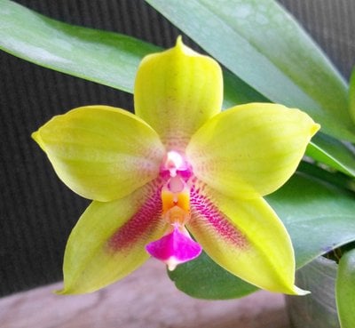 Phal.Jewel Queen x Phal.Happy Queen