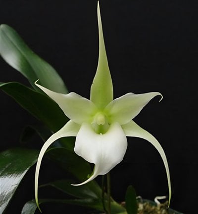 Aeranthes.grandiflora