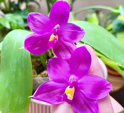 Phal.Shingher Pure Love x self