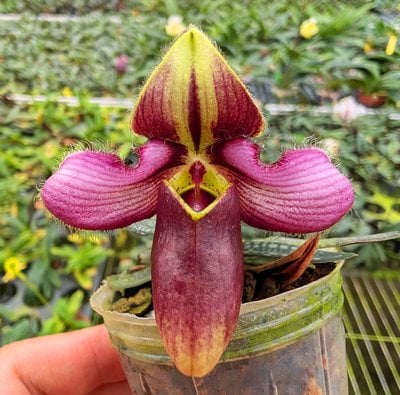 Paph.rungsuriyanum'from C.Y.' (10 plants in)