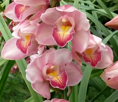 Valley flower 'cherry ripe'