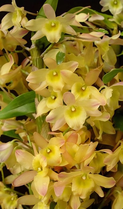 Den.Spring Bird"Tsuyama"(Meri clone)