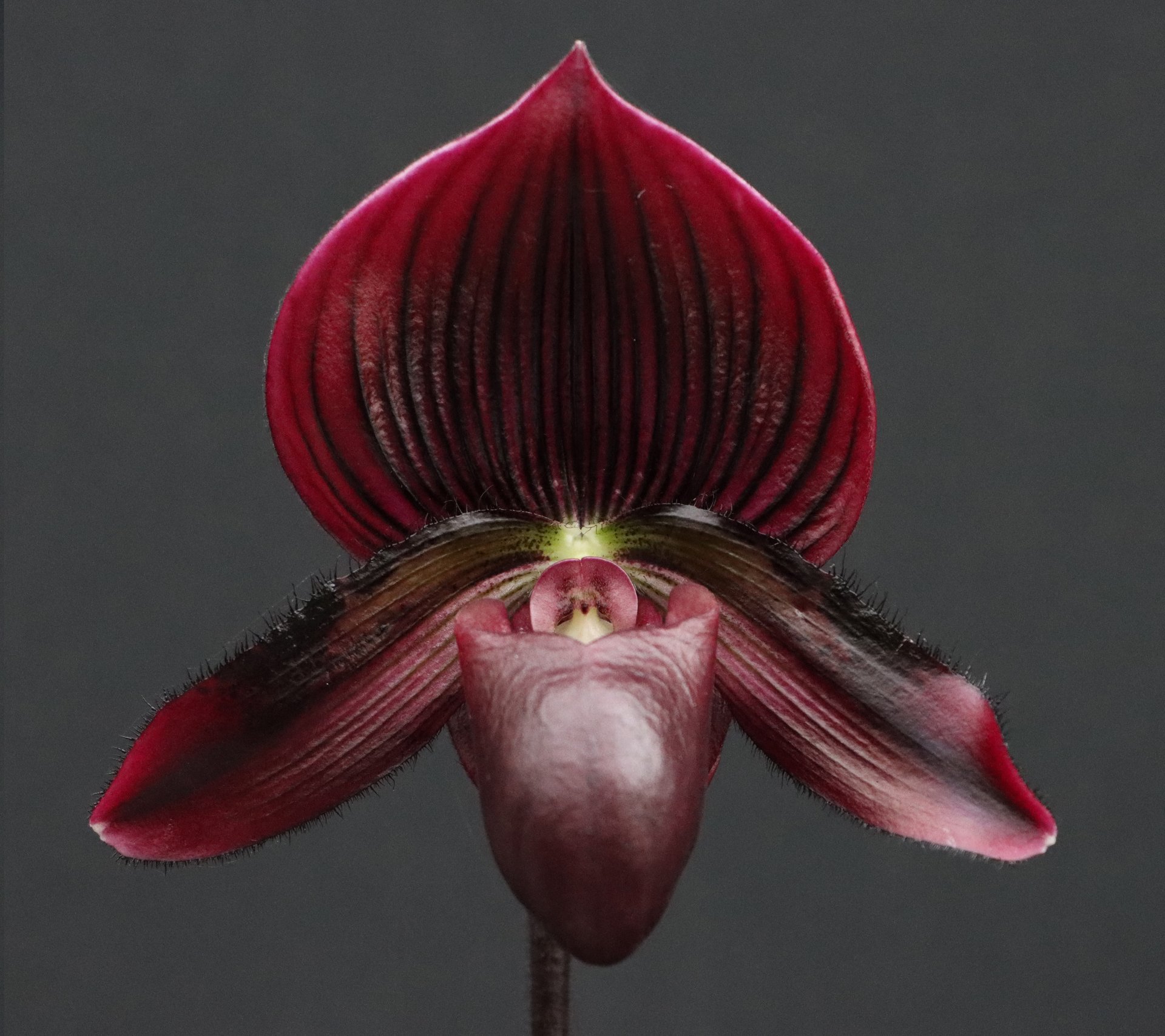 Paph.Yi-Ying Stanta Claul"拖61" x sib