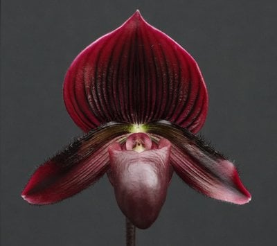 Paph.Yi-Ying Stanta Claul"拖61" x  sib
