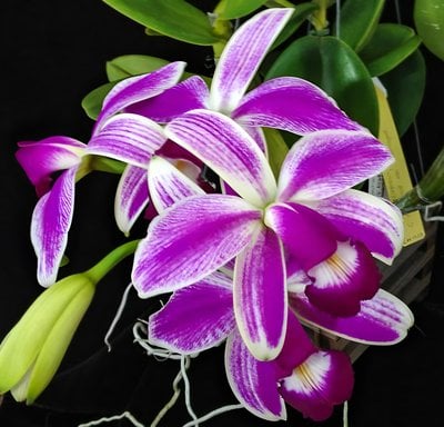 C. violacea var. semi-alba flamea 'Icabaru' x C. violacea var. coerulea