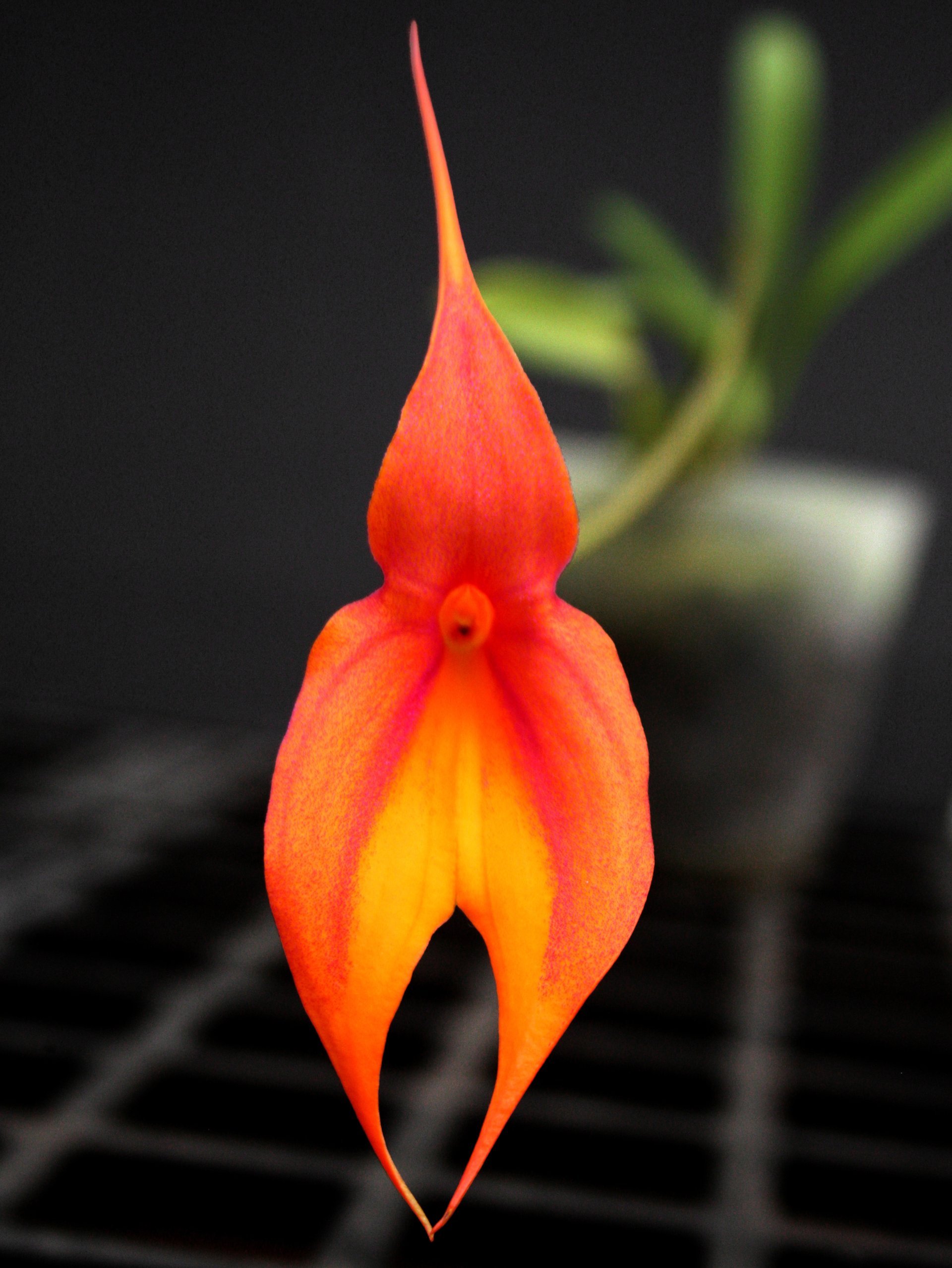 Masdevallia veitchiana