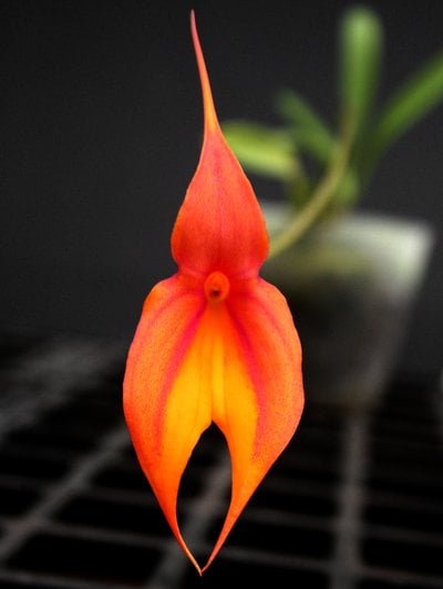 Masdevallia veitchiana