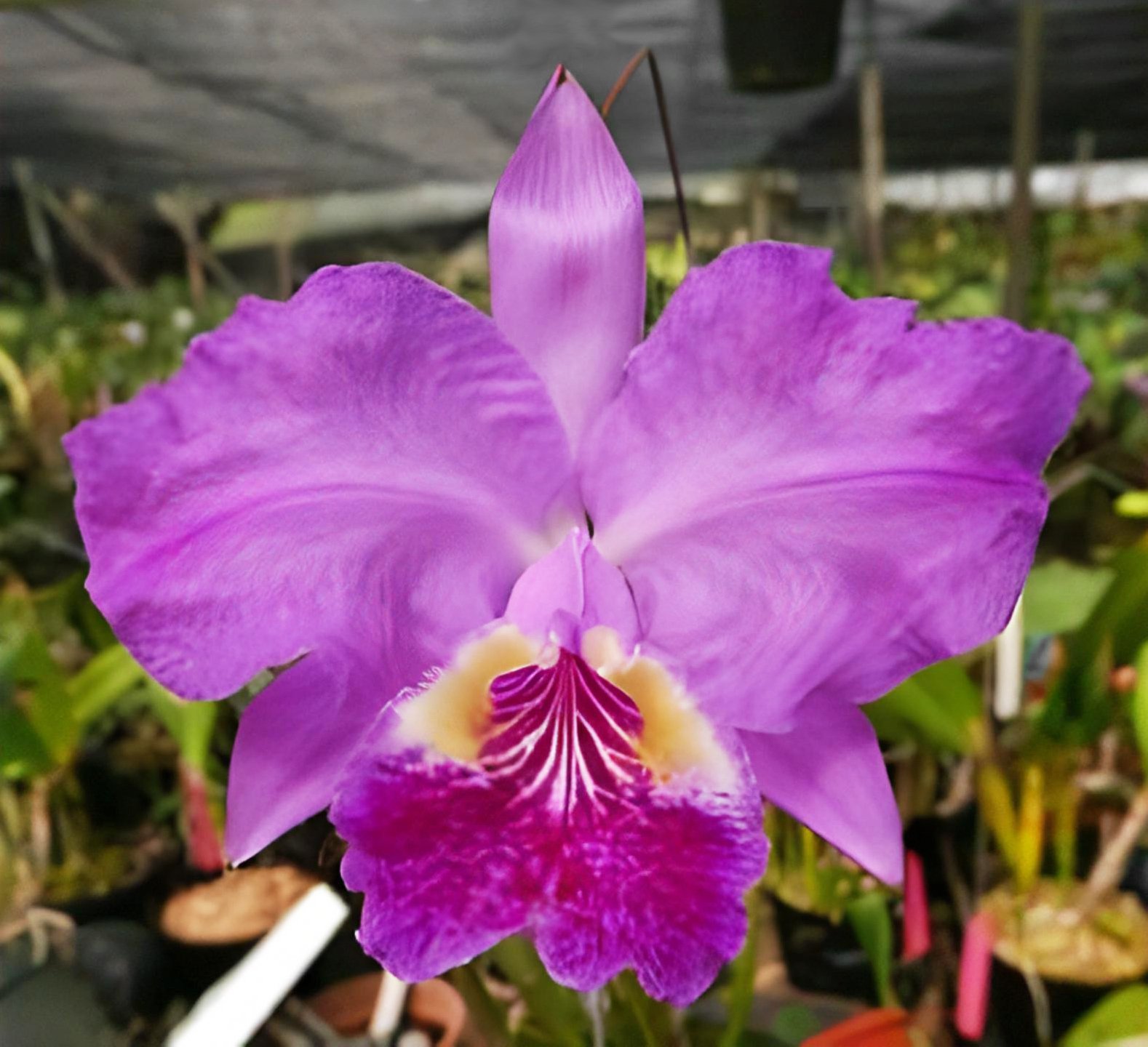 C. lueddemanniana var. flamea 'Keiko' x C.lueddemanniana var.rubra 'Giulia' 2