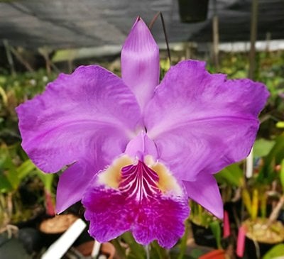 C. lueddemanniana var. flamea 'Keiko' x C.lueddemanniana var.rubra 'Giulia'