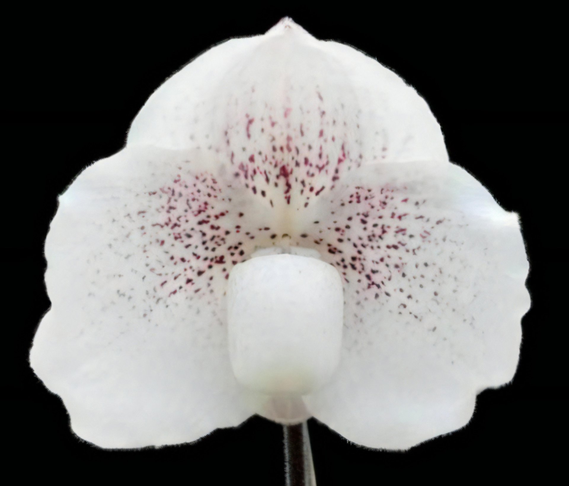 Paph. Quantum Light x Paph.malipoense