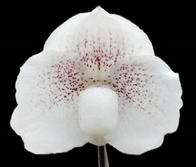 Paph. Quantum Light x Paph.malipoense