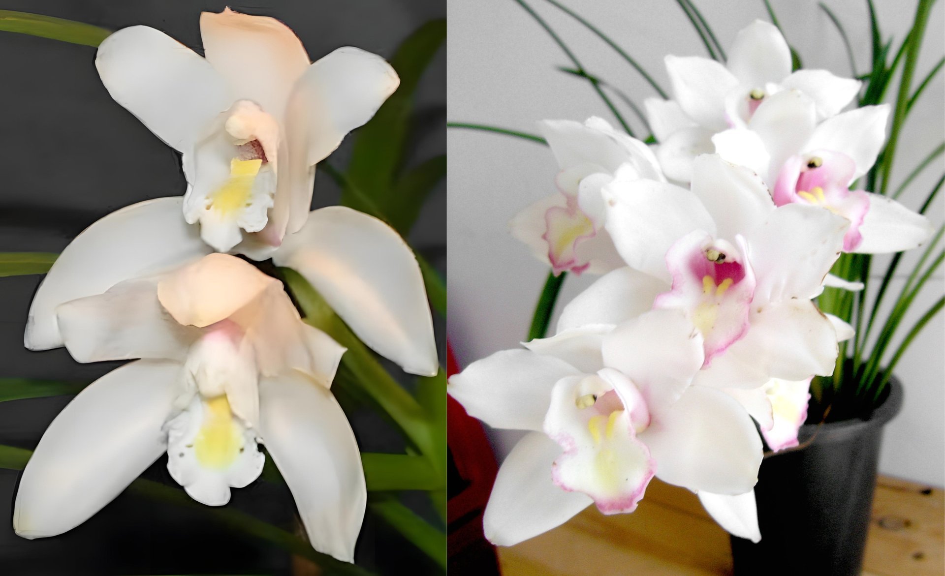 Cymbidium eburneum x Cym.Great Flower 3