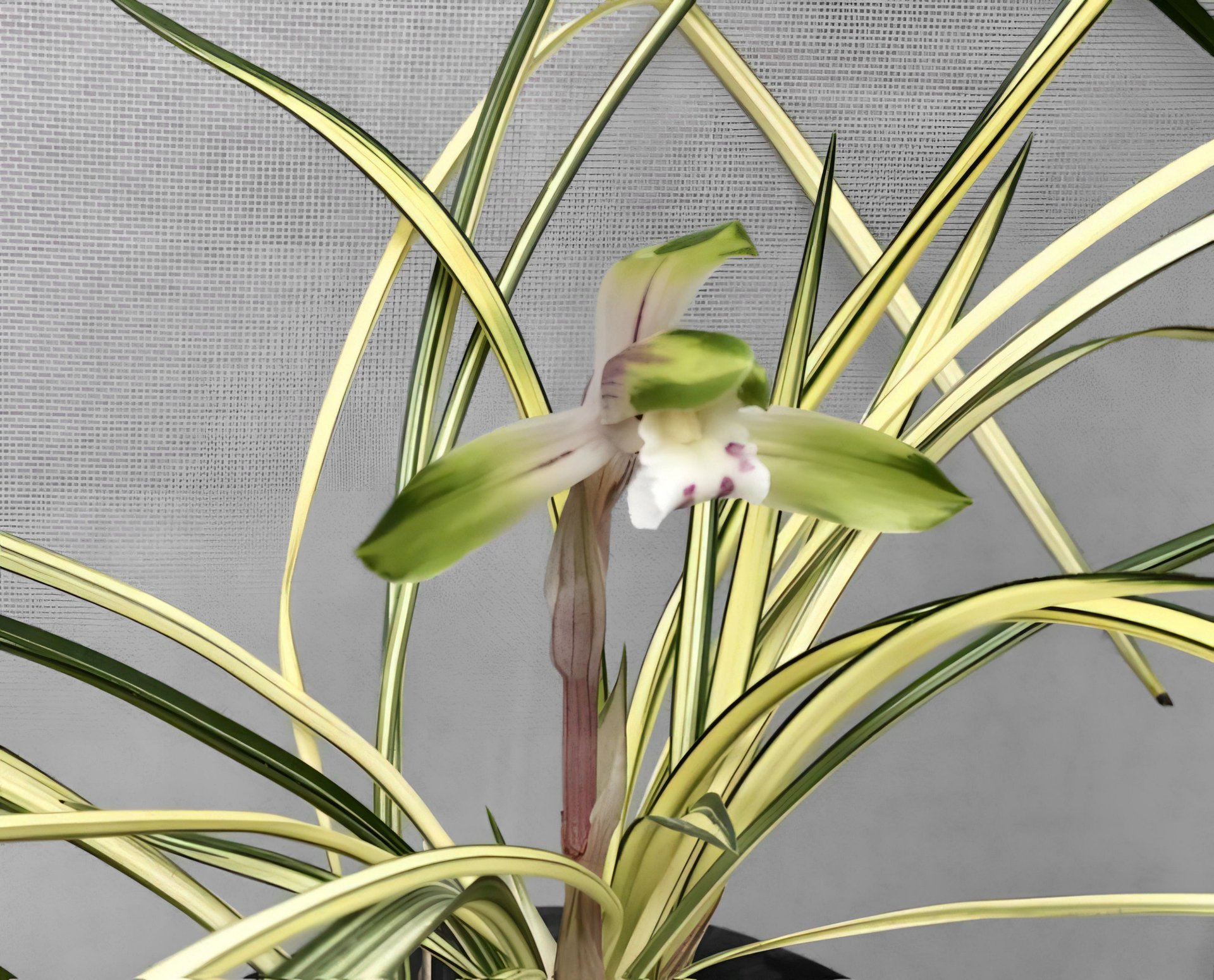 Cym.goeringii 'you gǔ diàn' (variegated)