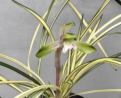Cym.goeringii 'you gǔ diàn' (variegated)