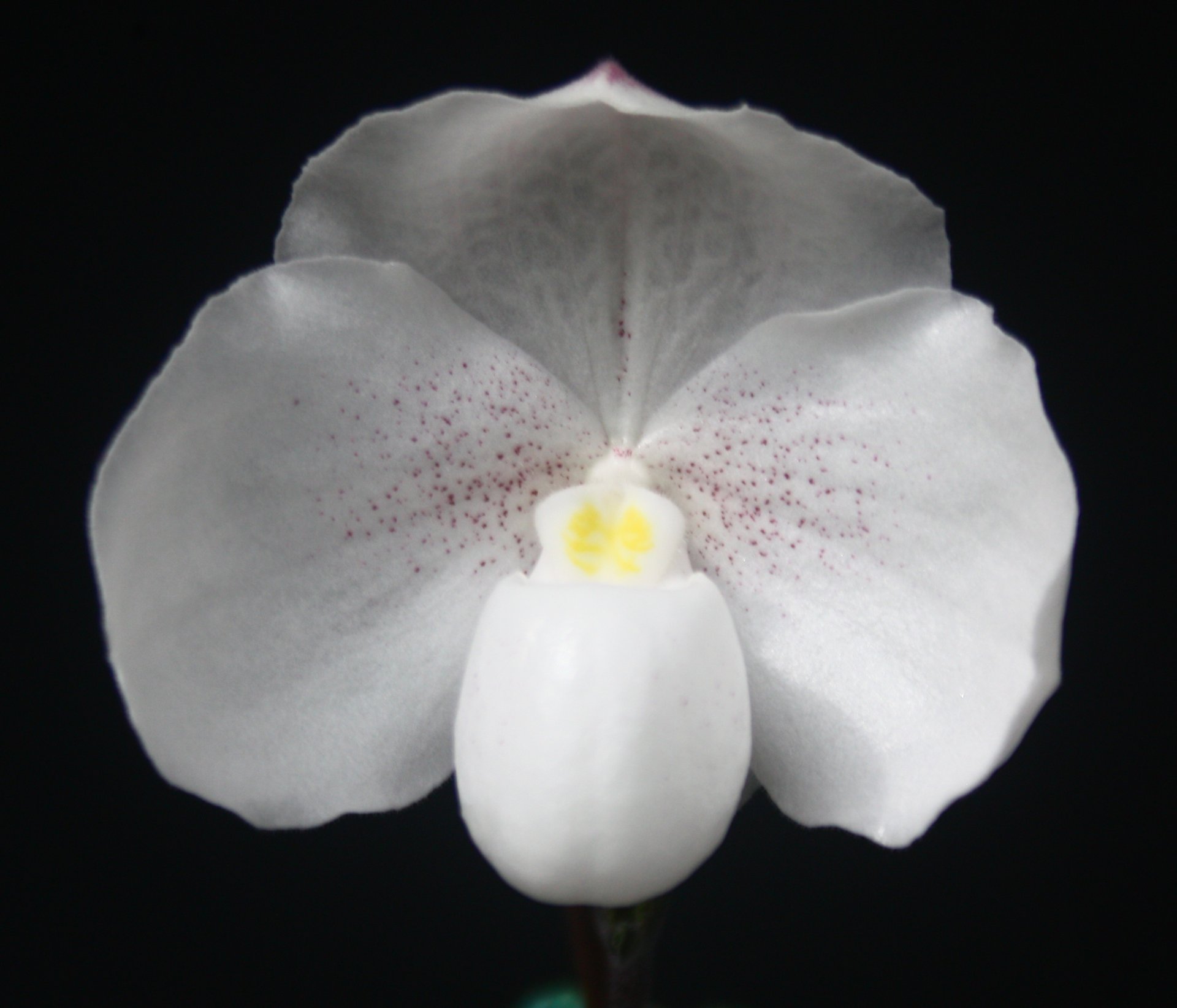 Paph.Deception x Paph. Chou-Yi Yuki