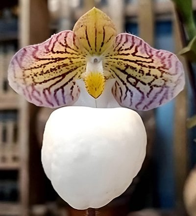Paph.micranthum var.eburneum x sib'from Naeshan' (10 plants in)