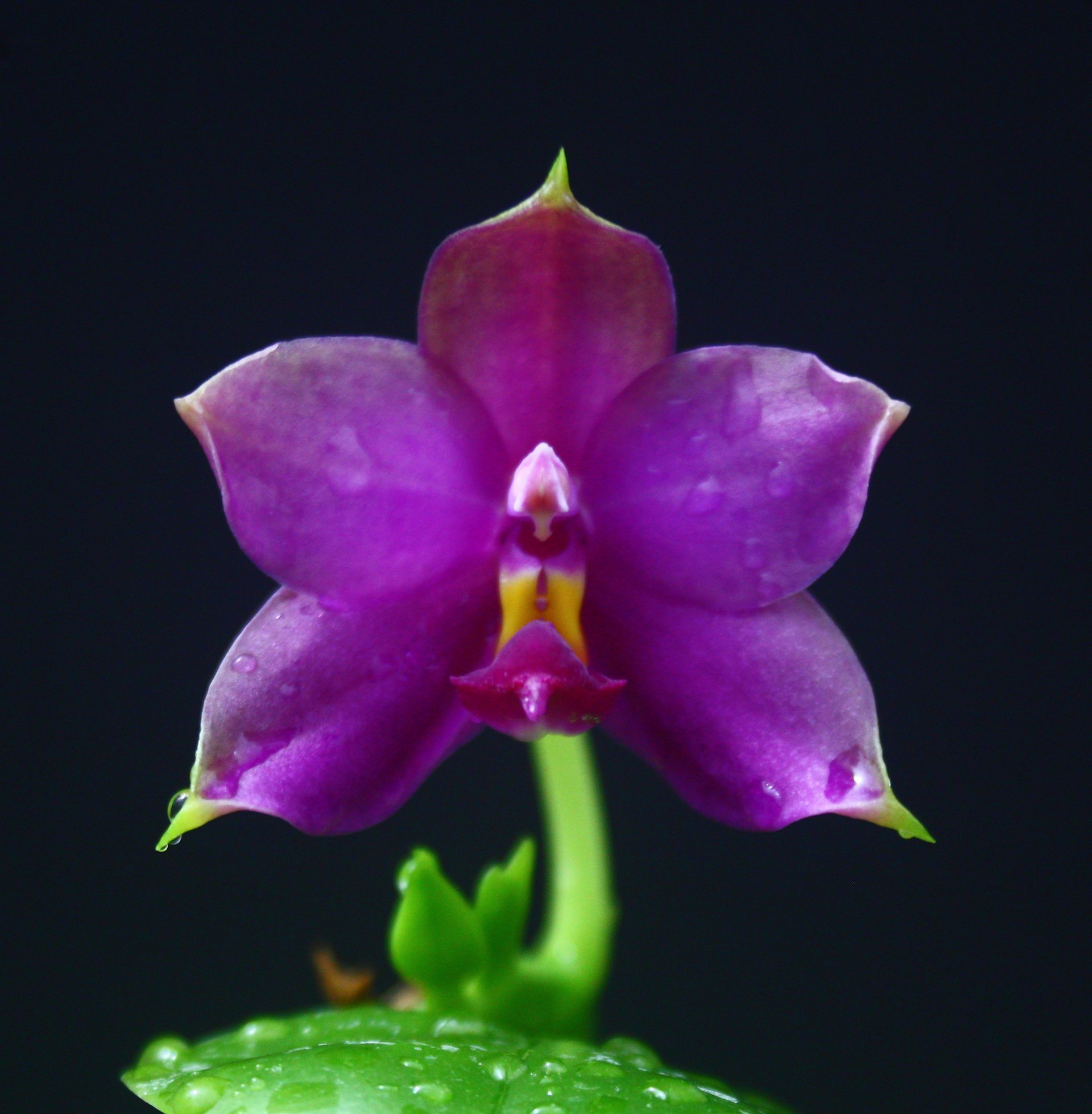 Phal. violacea var. coerulea 'KF-lan' x self