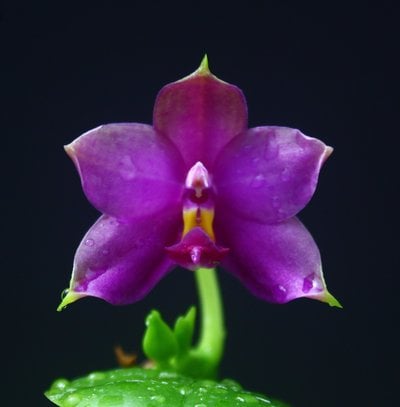 Phal. violacea var. coerulea 'KF-lan' x self