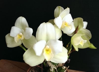 (Lyc.Shoalhaven x Auburn) x (Lyc. Chita Impulse)