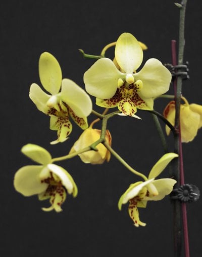 Phal.stuartiana var. nobilis x sib