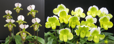 Paph.spicerianum x Paph.Yi-Ying Golden Slipper