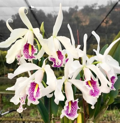 Cattleya maxima x sib (semi/alba x red)