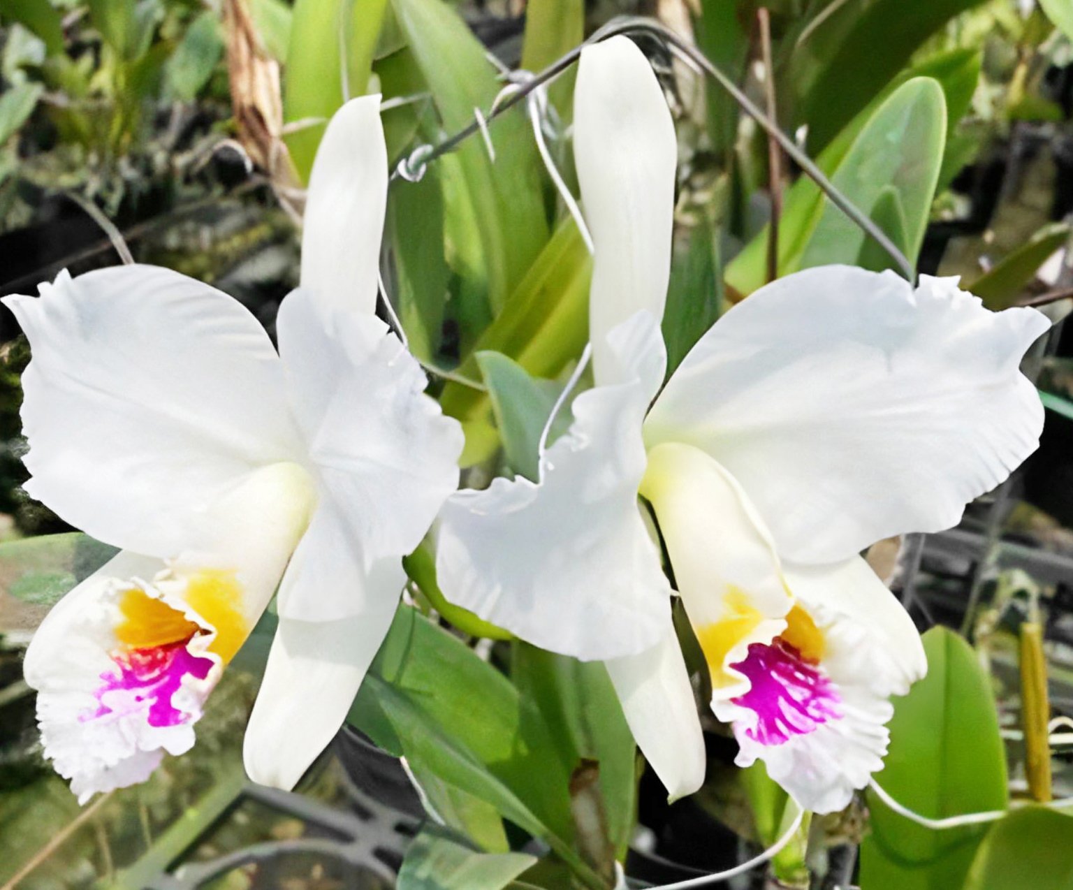 C.mossiae var. semi-alba x sib