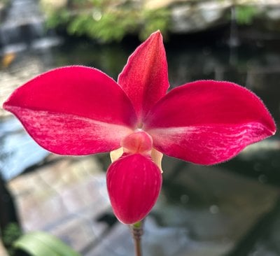 Name (kovachii x dalessandroi)(10 plants in)