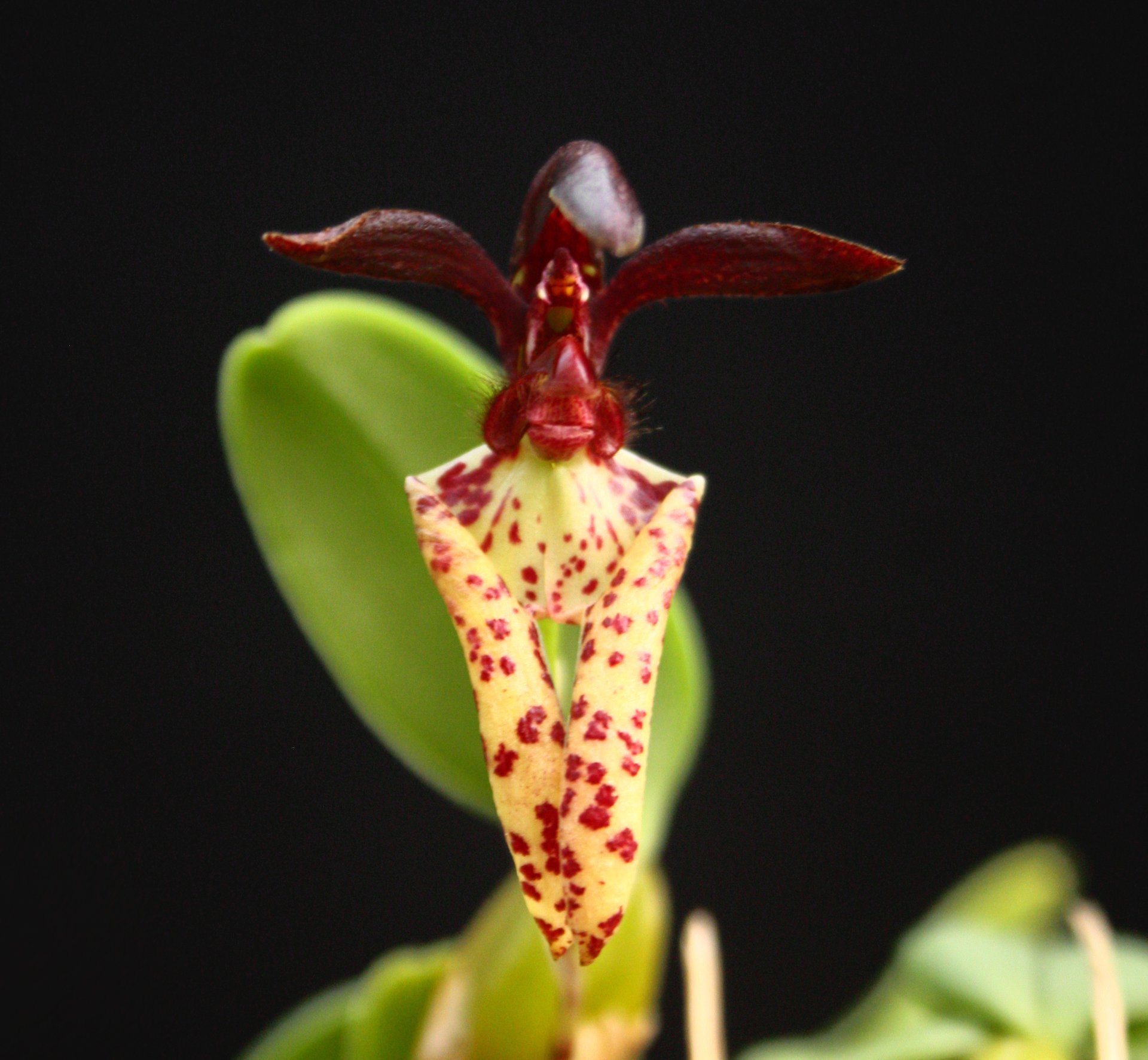 Bulb.lasiochilum