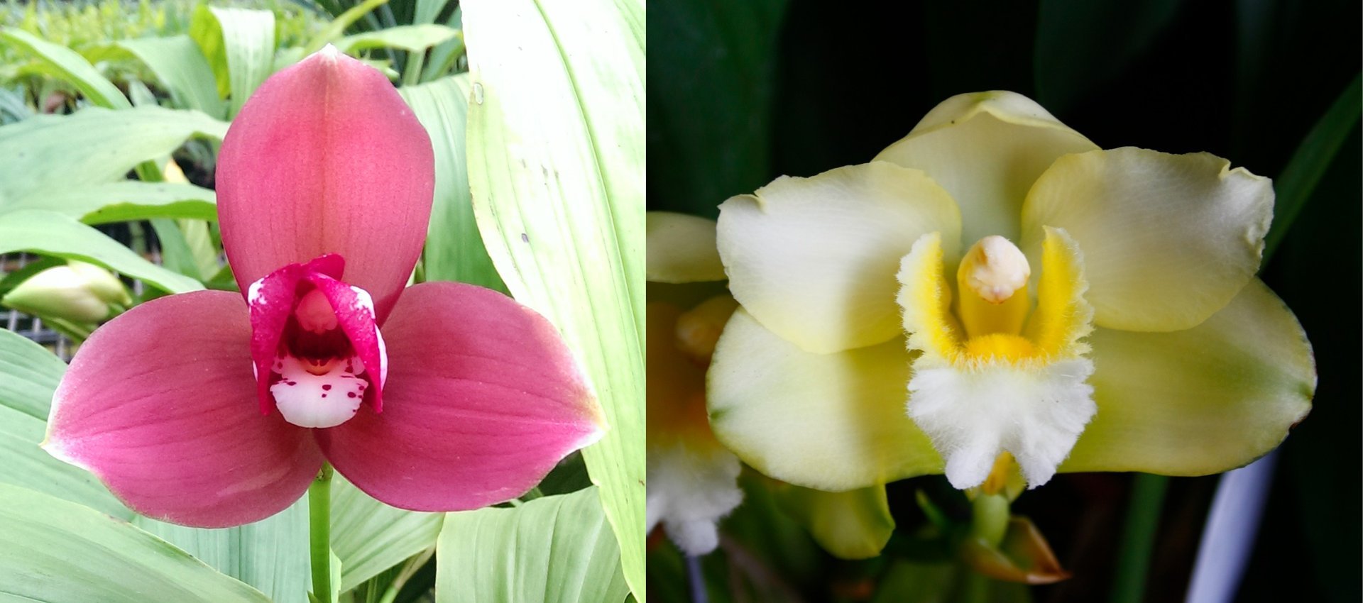 Lyc.Kiama'No 10'  X  Bifrenaria harrisoniae var. alba 3