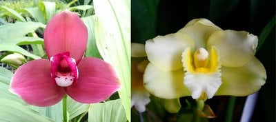 Lyc.Kiama'No 10'  X  Bifrenaria harrisoniae var. alba
