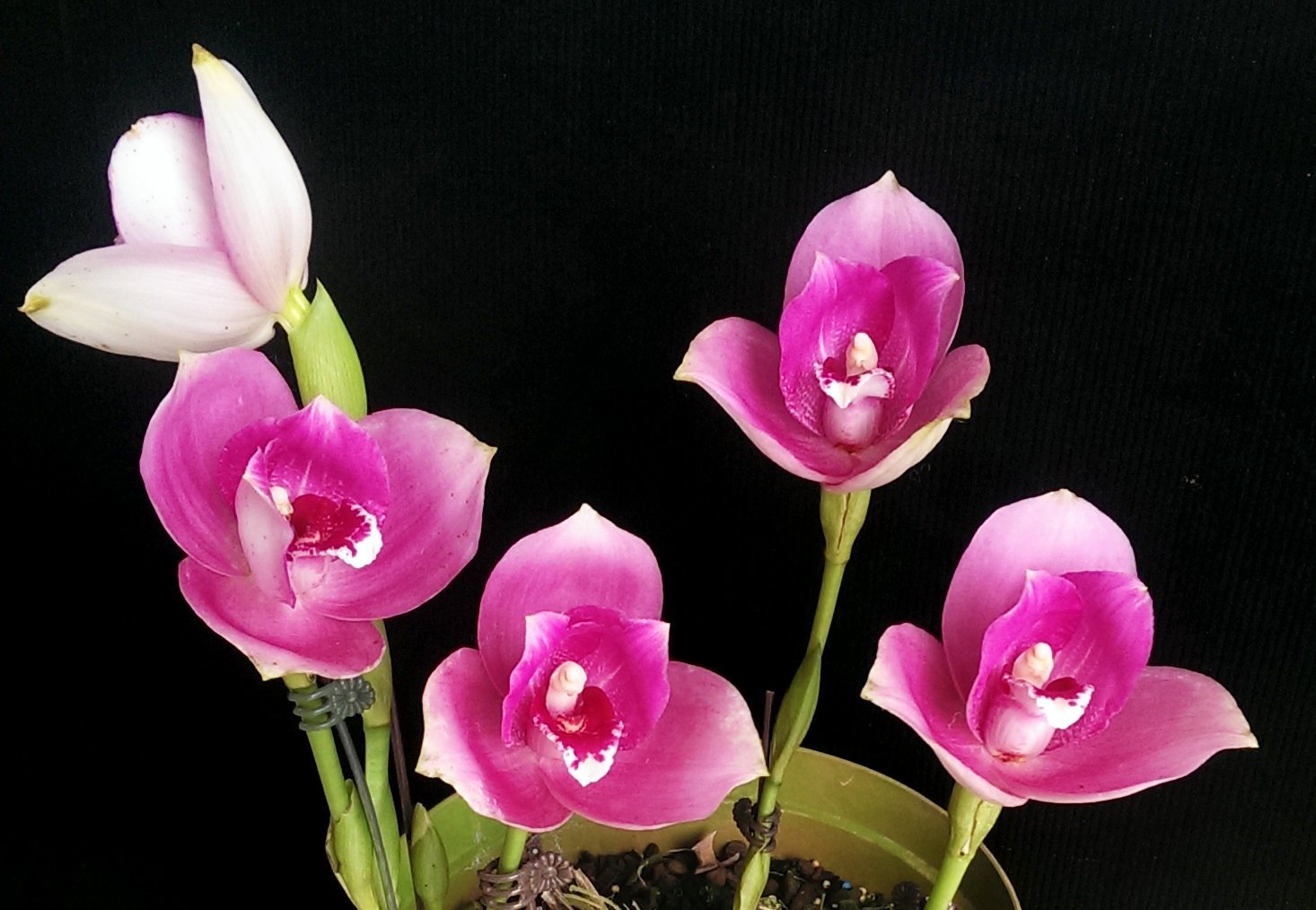 (Lyc.Gayser Gold x Lyc.Shonan Harmony)XLyc.Kiama'No 10'