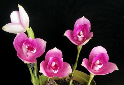 (Lyc.Gayser Gold x Lyc.Shonan Harmony)XLyc.Kiama'No 10'