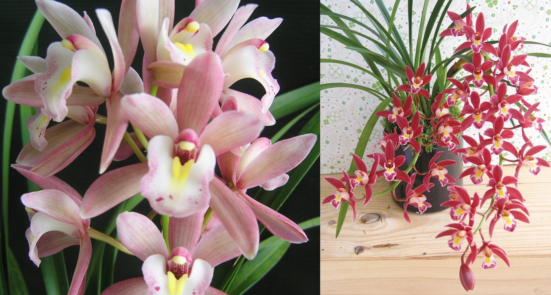 Cym.Sweet Heart" Sakura" X Cym.Mystique'Yi-Ying Princess' 3
